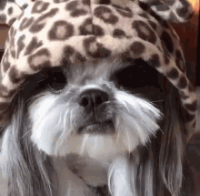 Cute Dogs GIF - Cute Dogs Long Hair GIFs