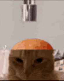 Cat Ice Cream Cat GIF