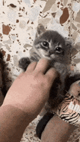 Kitten Belly Scratch Cat GIF