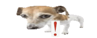 a small brown and white dog standing next to an exclamation point on a white background