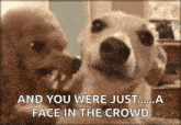 a picture of two dogs with the caption " and you were just .... a face in the crowd "