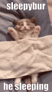 Sleepy Cat GIF - Sleepy Cat Starpond GIFs