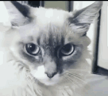 Afraid Cat GIF - Afraid Cat Omg GIFs