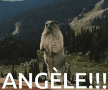 a picture of a ground squirrel with the word angele written on it