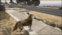 Everyday Dogs GIF - Everyday Dogs Gpoy GIFs