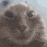 Shocked Vahui GIF - Shocked Vahui Cat GIFs