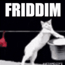 Cat Volen GIF - Cat Volen Funny GIFs