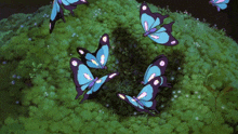 Anime Butterflies GIF - Anime Butterflies GIFs