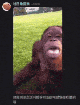 a picture of an orangutan with a foreign language caption