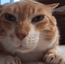 a close up of an orange and white cat laying on a bed .