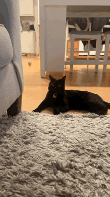 Cat Shook GIF - Cat Shook Blackcat GIFs