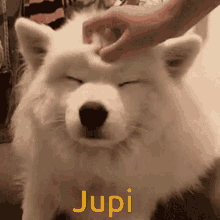 Jupiter Dog Head Scratch Io Dog Head Scratch GIF - Jupiter Dog Head Scratch Io Dog Head Scratch GIFs