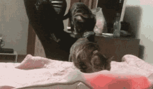 Cats Playtime GIF - Cats Playtime Bff GIFs