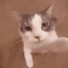 a close up of a cat looking at the camera .