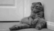 Cat Nearly Time To Wake Up GIF - Cat Nearly Time To Wake Up Wake Trip GIFs