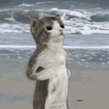 GIF