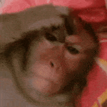 a close up of a monkey laying on a bed with a red blanket .