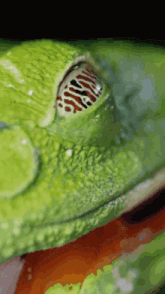 a close up of a green frog 's eye with red spots