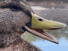 Duck Ducky GIF - Duck Ducky Quack GIFs