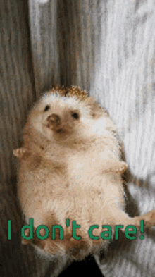 Hedgehog I Dont Care GIF