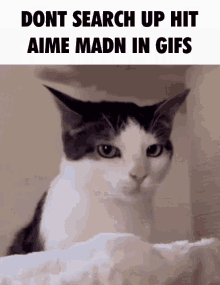 Hit Aime Madn Dont Search GIF - Hit Aime Madn Dont Search Gif GIFs