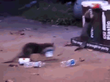 Otter Recycling GIF - Otter Garbage Collector GIFs