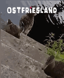 Ente Miesmuschelartwurmchen GIF - Ente Miesmuschelartwurmchen Ostfriesland GIFs