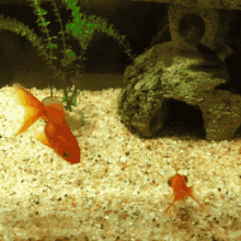 金鱼 游 自由 GIF - Goldfish Swim Free GIFs