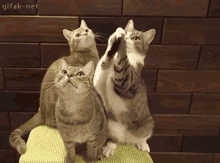 Payback'S A B GIF - Cats GIFs