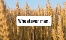 a field of wheat with the words wheatever man written on it