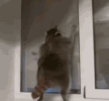 Raccoon Raccoon Dancing GIF