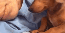 спокойной ночи щенок засыпает собака GIF - Good Night Puppy Falling Asleep GIFs