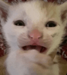a close up of a white cat with its mouth open .