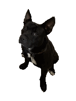 a black dog is looking up at the camera with a white background