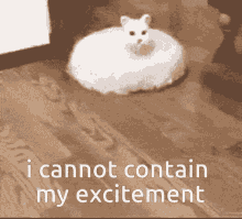 Roomba Cat GIF - Roomba Cat Roomba Cat GIFs