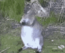 Kangaroo Bird GIF - Kangaroo Bird Steal GIFs