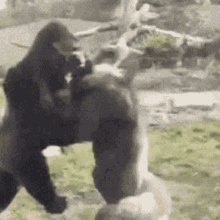 GIF