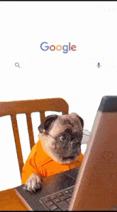 a pug wearing glasses is looking at a laptop computer