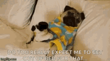 Pug Life What GIF - Pug Life What Not Happening GIFs