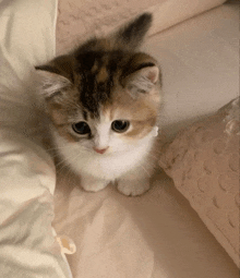 a brown and white kitten is sitting on a bed looking at the camera