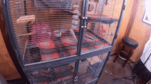 How To Keep Chinchilla Poop In The Cage GIF - How To Keep Chinchilla Poop In The Cage GIFs