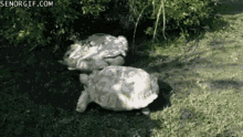 turtle funny turn over