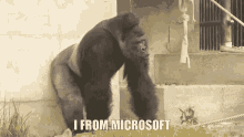 a gorilla standing in front of a building with the words " i from microsoft " on the bottom