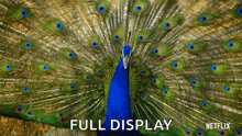 Peacock Life In Color With David Attenborough GIF
