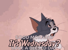 its wednesday tom and jerry shocked tom gasp
