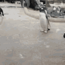Hyped Funny Animals GIF - Hyped Funny Animals Penguins GIFs
