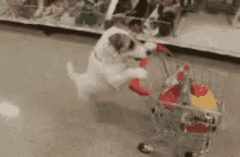 Excited Dog GIF - Excited Dog Too Funny GIFs
