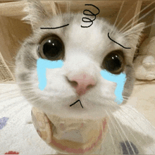a cat with a drawing of a swirl on its head