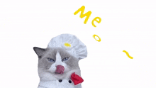 meow puff meow chef that little puff purr
