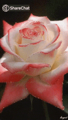 गुलाब गुलाबिफूल GIF - गुलाब गुलाबिफूल जगमगाना GIFs